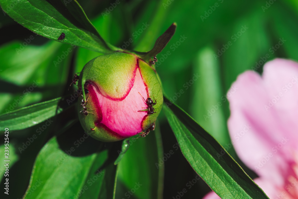 Small black ants creep on young peony bud in macro. Green pink unblown ...