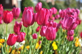 Fototapeta Tulipany - Pink tulips blooming in the Spring