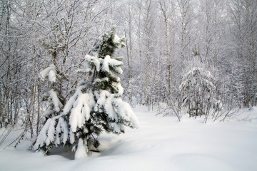 Wall Mural - pine in the forest covered with snow