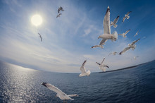 Flock Of Seagulls Flying Over The Sea With A Background Of Blue Sky, Fisheye Distortion