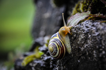 Snail