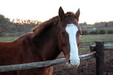 Fototapeta Konie - Horse head. Wild stallion photographed from very close. Sunset in the background.
