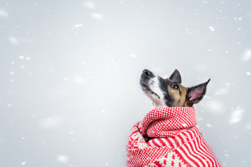 Cute little puppy in white and red winter scarf in snowy background. Portrait of young fox terrier dog surrounded by falling snowflakes