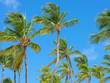 © ADDICTIVE STOCK - Beautiful palms against blue sky
