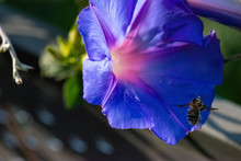 Flying Bee, Covered With Pollen From A Blue Morning Glory