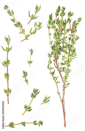 Cuadros en Lienzo Fresh thyme spice isolated on white background
