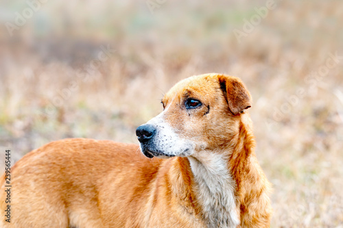 Fotografie, Obraz hunting dog with wounds on his face, after a battle with animals looks around looking for his prey
