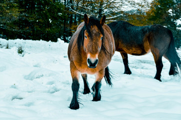 Beautiful horses in the snowy forest of the Gorbea natural park, Basque Country, Spain