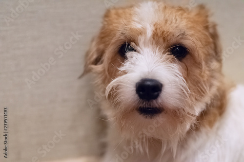 Jack Russell Terrier Hard Haired View Closeup Buy This Stock