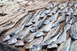 Fishes drying on the ground in Sri Lanka.