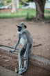 Langur Monkey portraiture in Sri Lanka