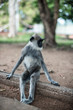 Langur Monkey portraiture in Sri Lanka