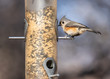 Tufted Titmouse at bird feeder in winter