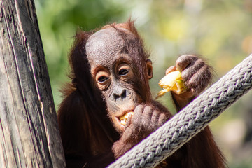 Wall Mural - Baby bornean orangutan