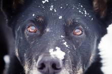 Portrait Of A Black Dog With Snow On The Face Close-up