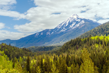 Colorful forest of British Columbia in spring with snowy mountains in background - Canada