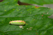 Purple Crested Slug Caterpillar - Adoneta Spinuloides