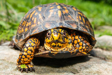 Eastern Box Turtle - Terrapene Carolina Carolina