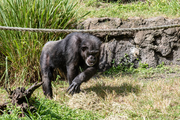 Poster - Adult chimpanzee