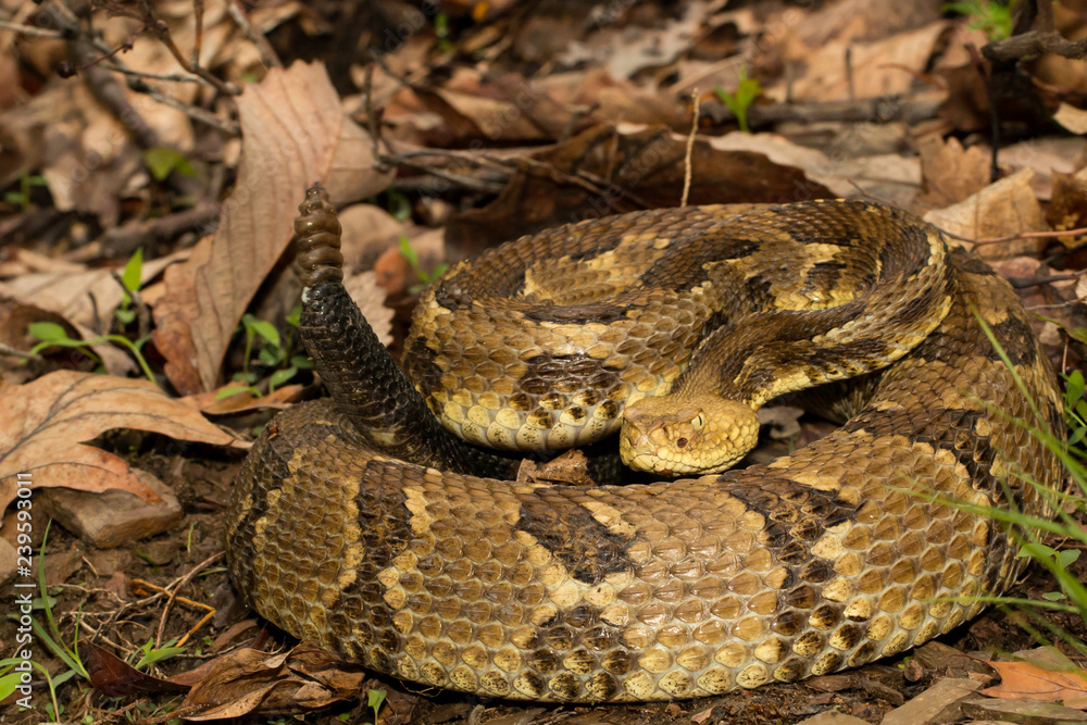 Timber rattlesnake - Crotalus horridus Stock Photo | Adobe Stock