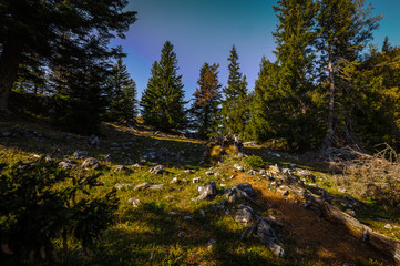 Wall Mural - Green meadow with grass and small rocks on the top of Stadelwand peak, on the way to the top of Schneeberg, Alpen, lower Austria