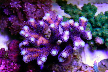 Canvas Print - Purple Stylophora Coral 
(Stylophora pistillata) 