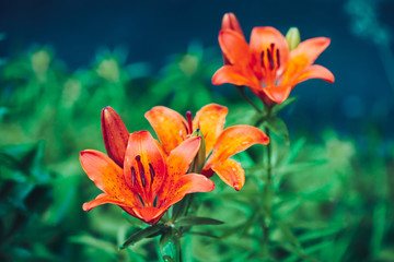 Three beautiful red orange blooming lilies in macro. Amazing flowers close-up. Colorful plant on green background with copy space. European perfume flowers with vivid petals. Big pistil and stamens.