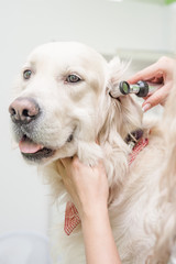 Sticker - veterinarian examining dog with otoscope