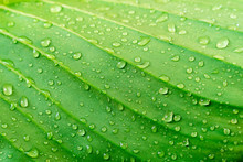 Closeup Green Leaf Texture With Raindrop. Fresh Nature Background.