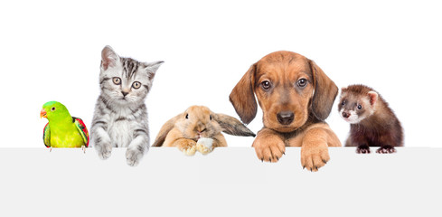 Poster - Group of pets  over empty white banner. isolated on white background. Space for text