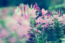 Beautiful Cleome Spinosa Or Spider Flower In The Garden, Nature Background