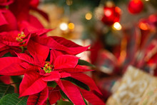 Beautiful Red Poinsettia (Euphorbia Pulcherrima), Christmas Star Flower. Festive Red And Golden Holiday Background With Christmas Decorations And Presents.