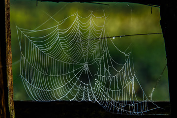 Spider web network