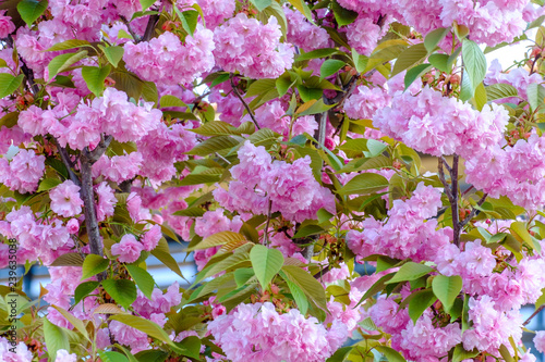 Branches De Cerisier Du Japon Sakura En Fleurs Buy This