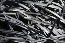 The Black Foliage Of Ophiopogon Planiscapus Nigrescens Also Known As Black Mondo Grass Or Black Lilyturf