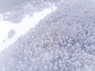 Aerial view of snowy forest. Aerial view of forest in winter. Done view of snow and forest.