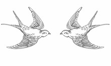Vector Illustration Of Hand Drawn Sketch Flying Contour Birds. Black And White Original Realistic Swallows