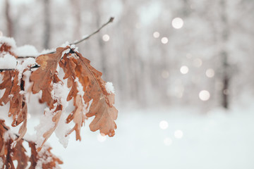 Wall Mural - scenic view of oak leaves with snow in winter forest and blurred falling snowflakes