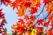 秋のもみじ　Japanese maple leaf