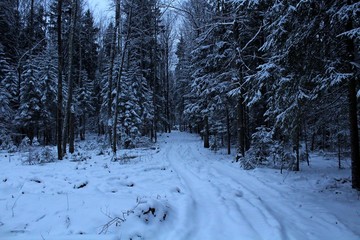 Wall Mural - image of wildlife in winter. snow covered trees and shrubs