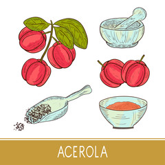 Wall Mural - Acerola. Fruit, leaves, branch, powder. Set. Sketch. Color.