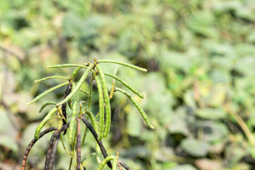 Wall Mural - Green Mung bean crop in agriculture field