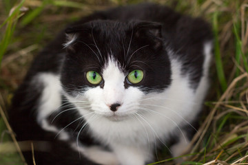 beautiful black and white cat with green eyes sitting in the bushes