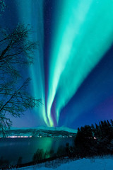 Wall Mural - the polar arctic northern lights aurora borealis sky star in scandinavia norway tromso in the farm w