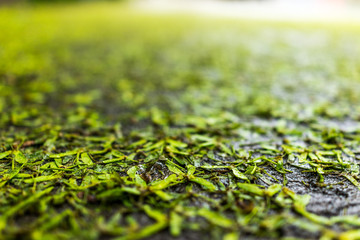 background of fallen wet maple tree helicopter seed wings on ground asphalt macro closeup showing te