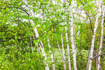 Wall Mural - Closeup of many green birch trees grove with leaves in northern Canadian Canada summer