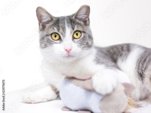 A Gray And White Domestic Shorthair Cat With Its Ear Tipped