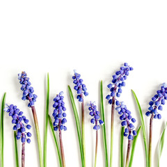 Blue flowers muscari. Minimal floral concept greeting card. Flat lay, top view.