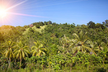 Wall Mural - Palm trees on green hills and the blue sky