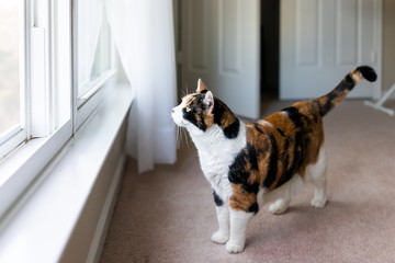 Female calico cat face standing looking through window sill watching animals birds outside